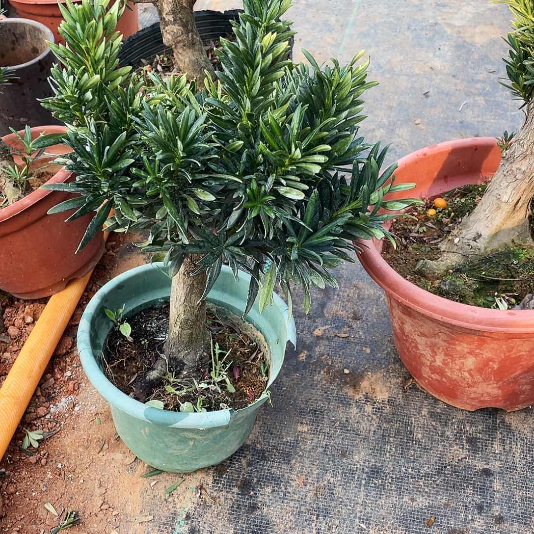 公***暄完全开放罗汉松盆景罗汉松