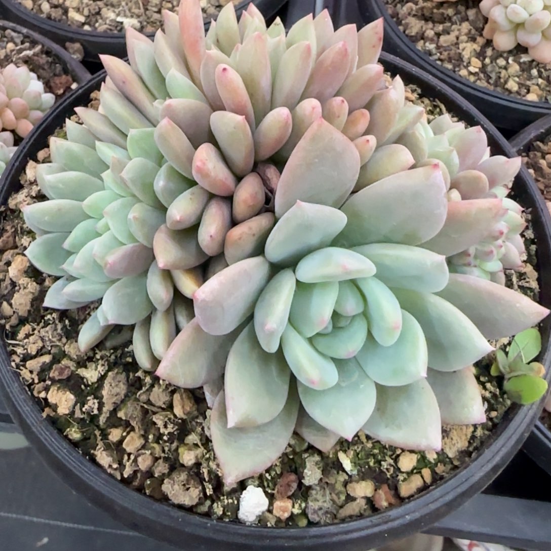 多肉植物一物一拍