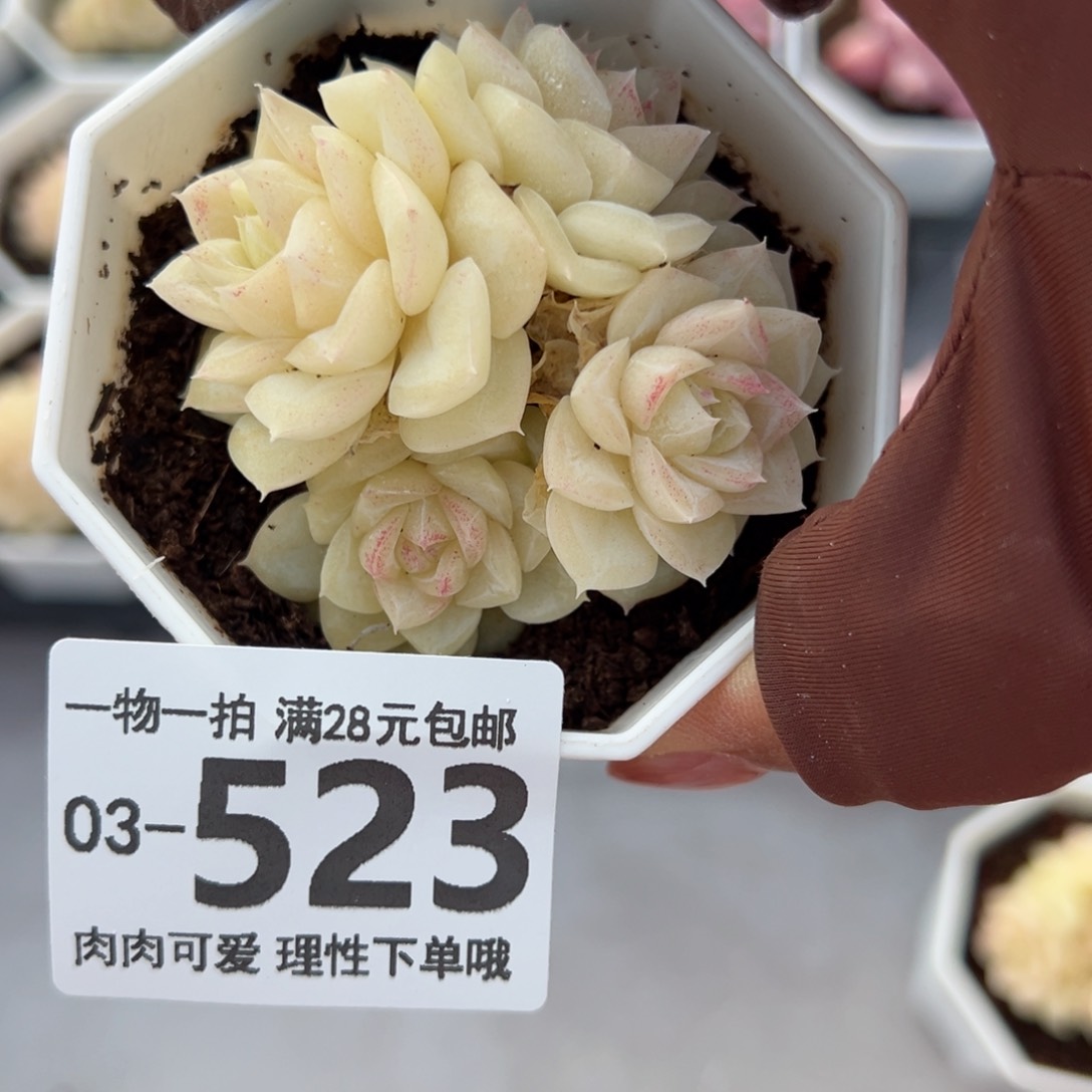 晚***?白天鹅麦秆多肉多肉多肉多肉