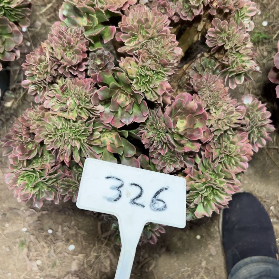 多肉植物香菲缀花326