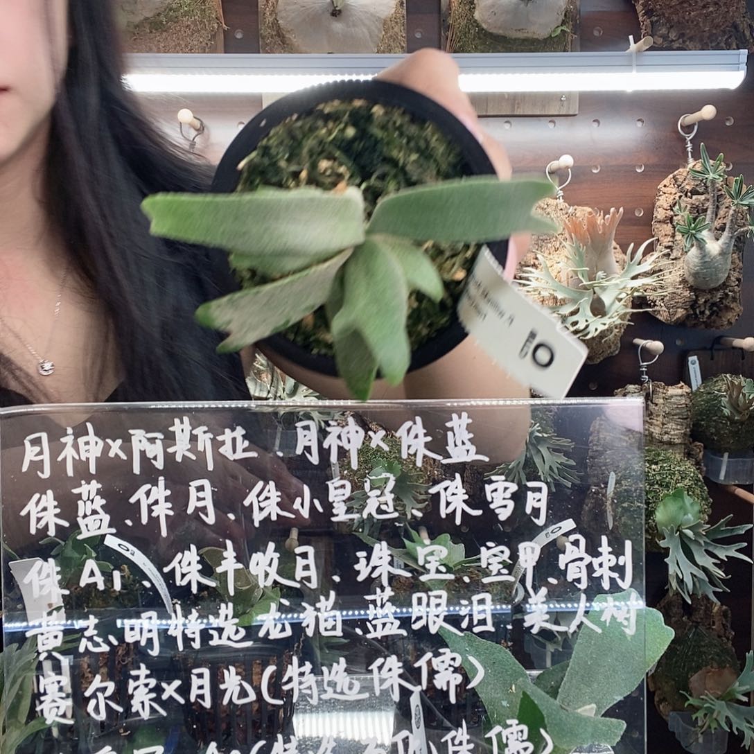 无花朵阿斯拉随单