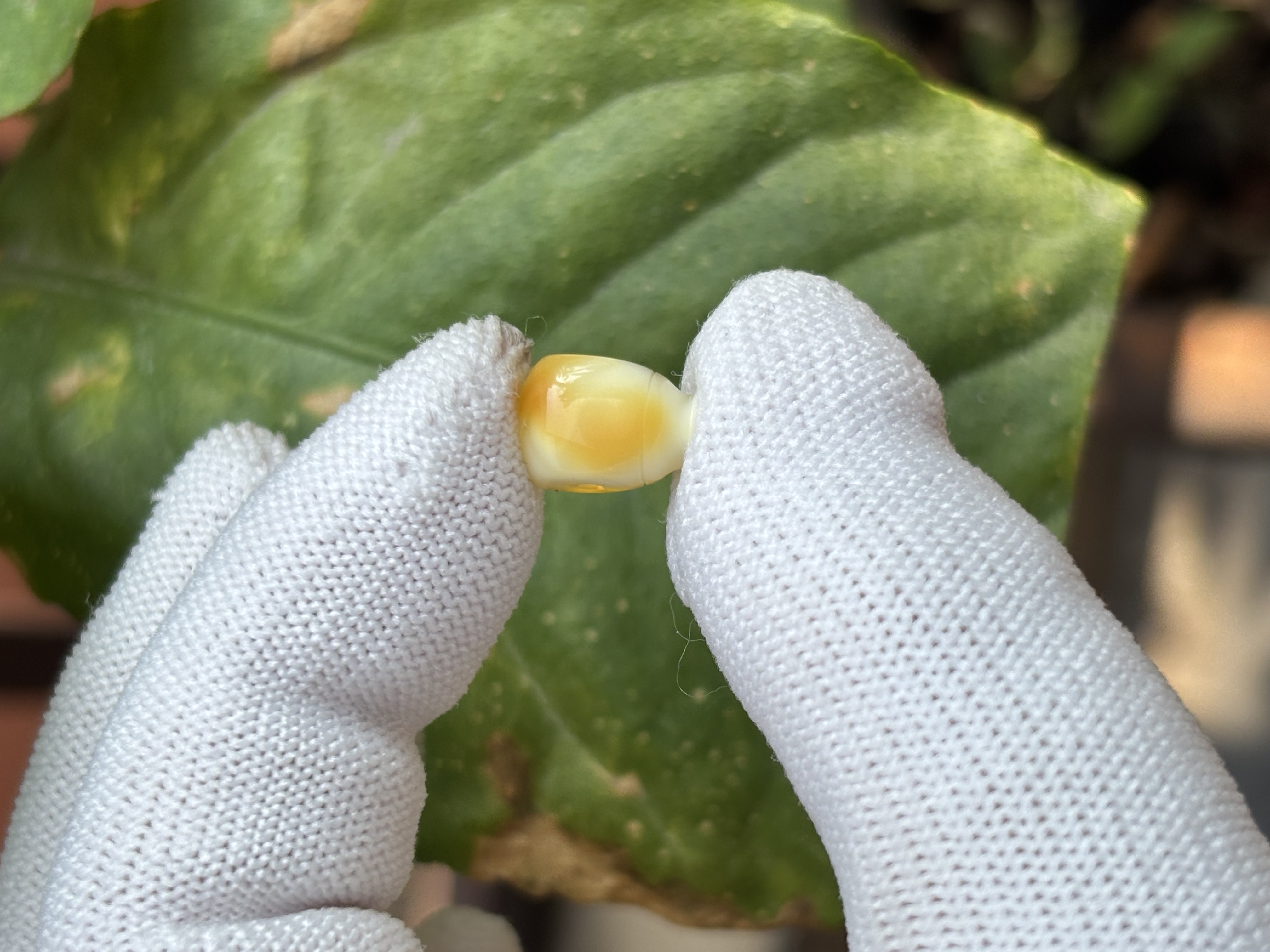 5603天然蜜蜡琥珀三通配饰8.1x7.7x11.7mm