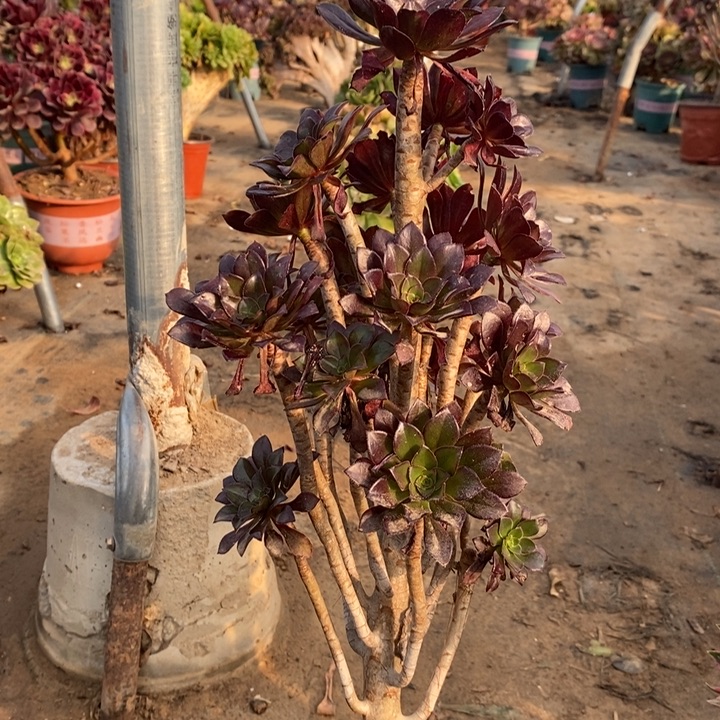 黑法多肉植物20。  