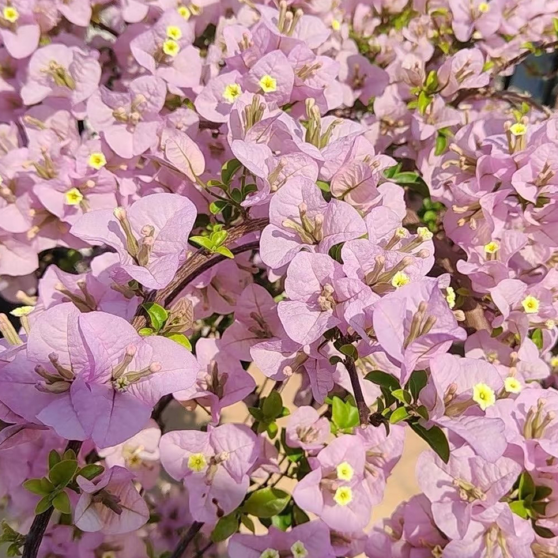 一物一拍《专用链接》勤花品种三角梅