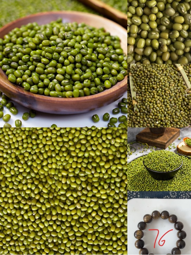 《76》龙腾专属土特产豆1.6cm-世0135