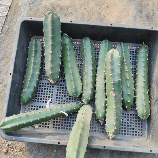 雪***片仙人球黑刺袖普20公分以上