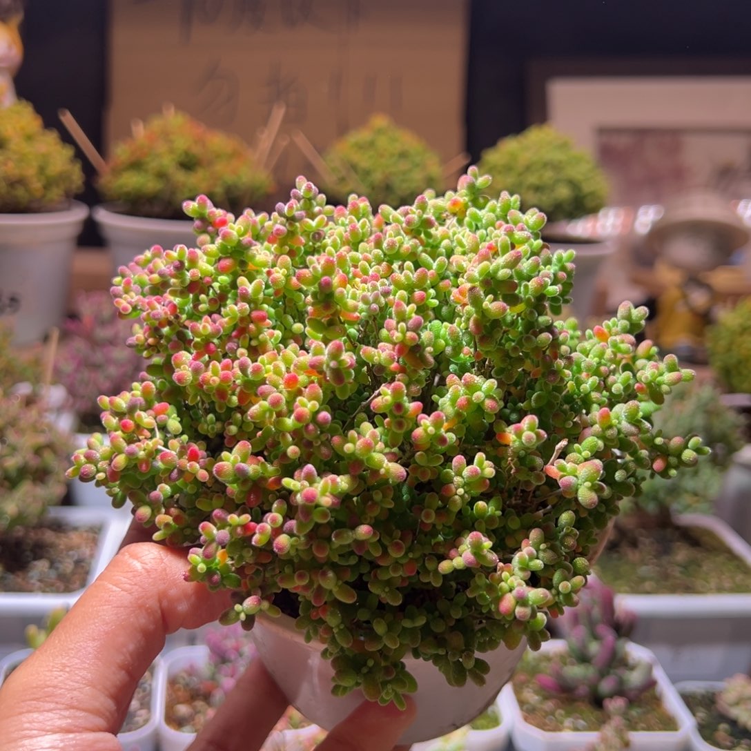 75蜜橘一物一拍包开箱