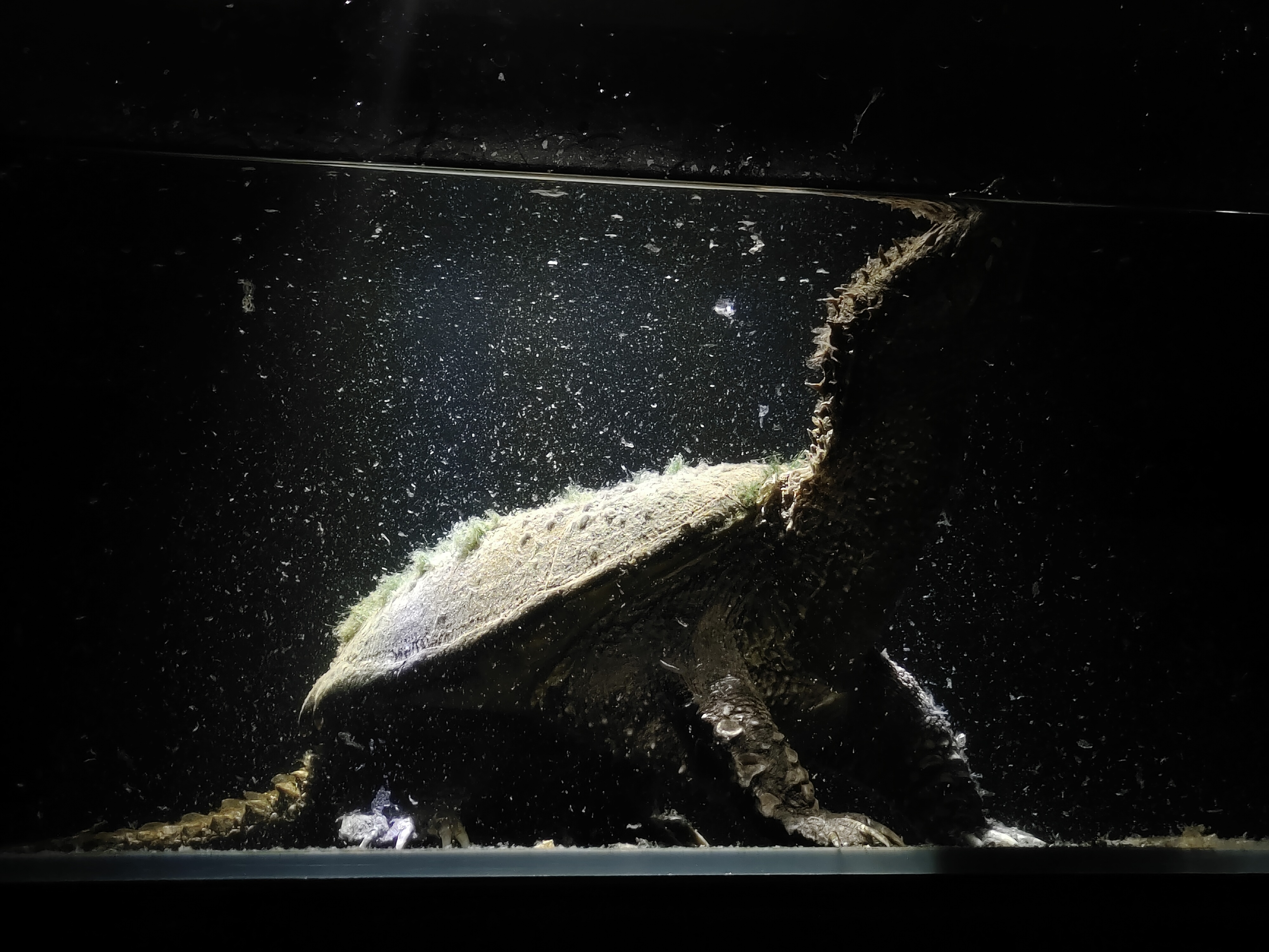 佛家派--直播间观赏龟专用