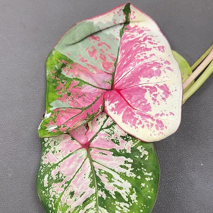 135-0614六月新娘现货发