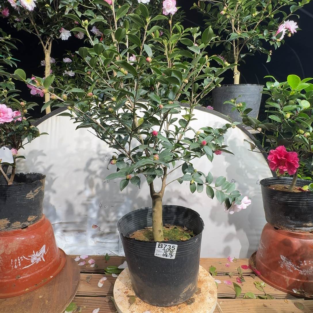 无花朵9696英八68.8茶梅