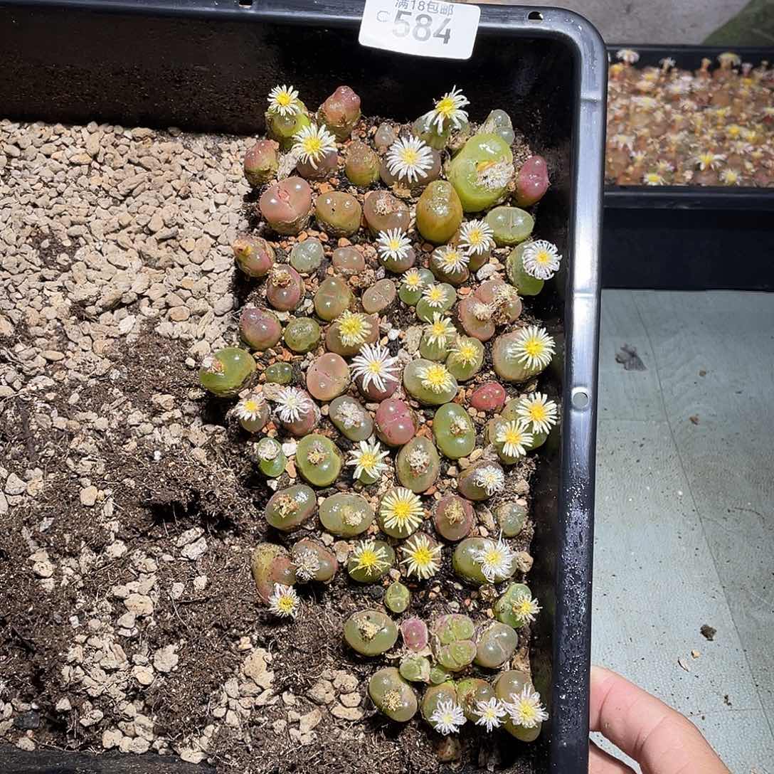 当天凑满十八元包邮584