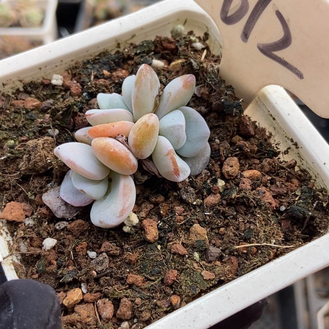 612雪莲多肉植物保护