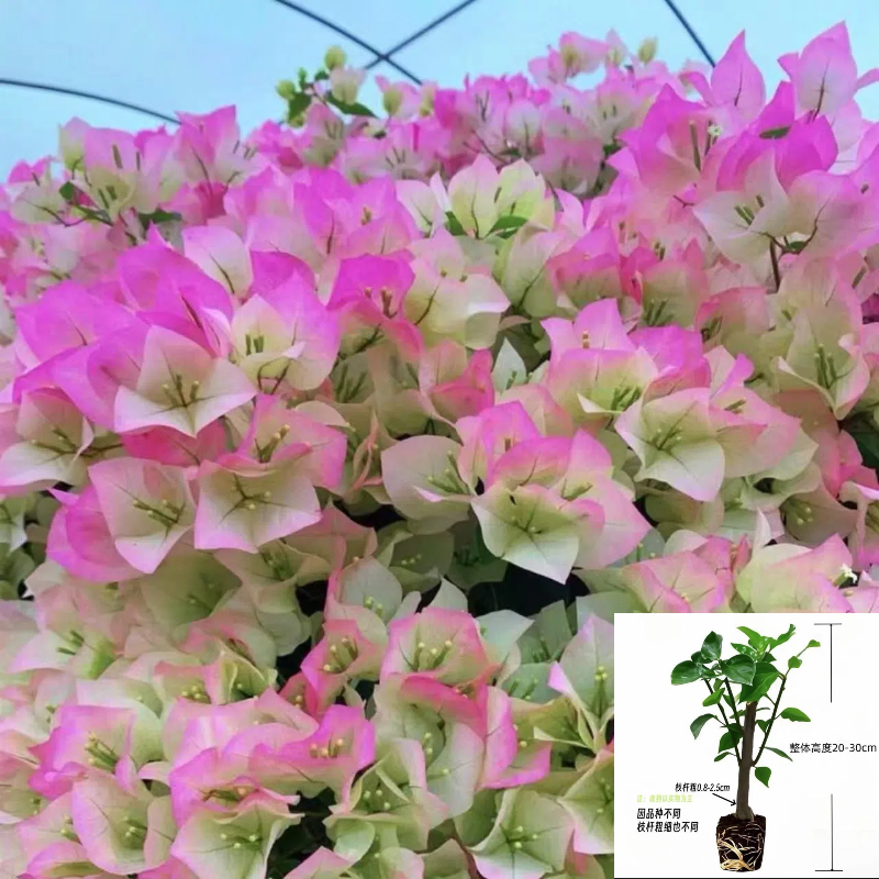 绿樱 三角梅壮苗盆栽爬藤重瓣植物室内外阳台【不带花】发货