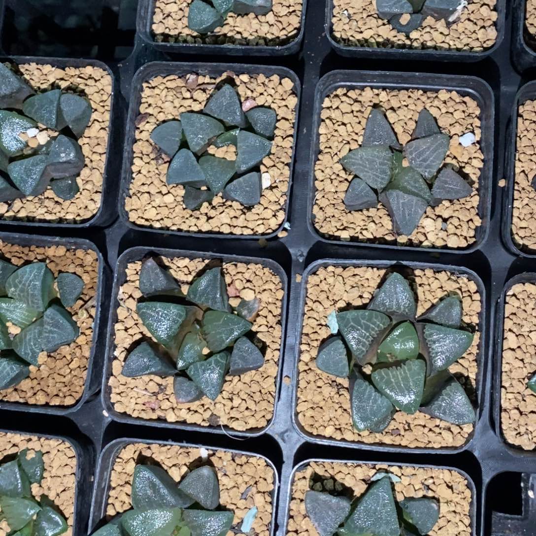 1414 一颗实生克苗 高货