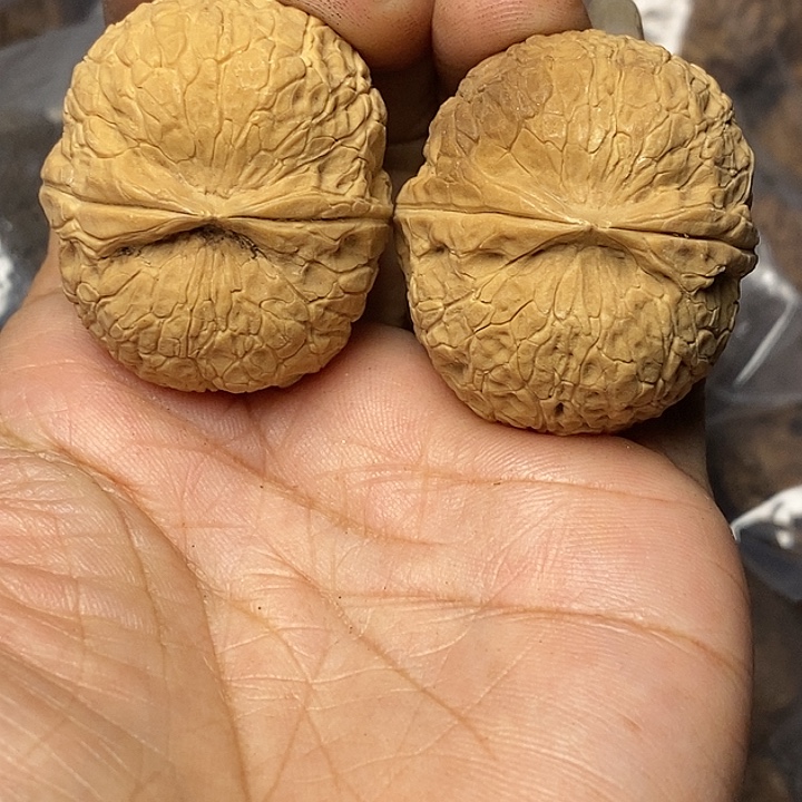 文玩核桃把件云南铁核桃95