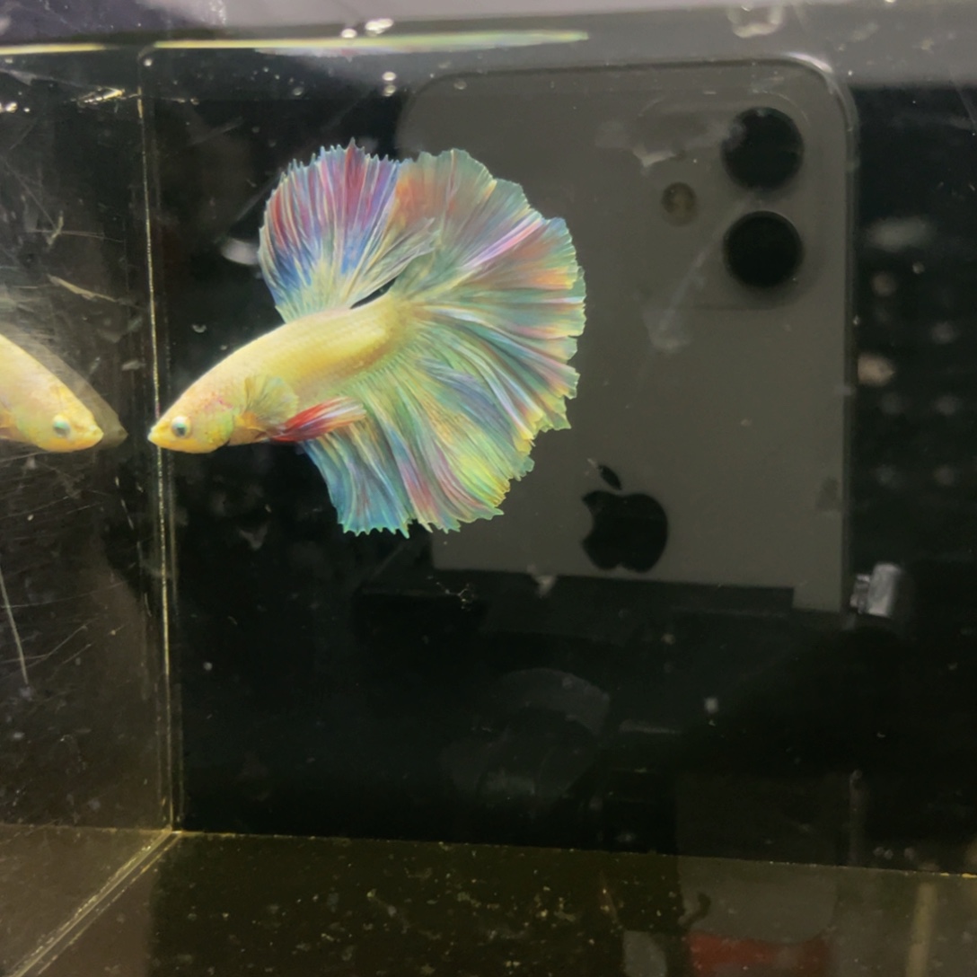 斗鱼彩虹马卡隆526