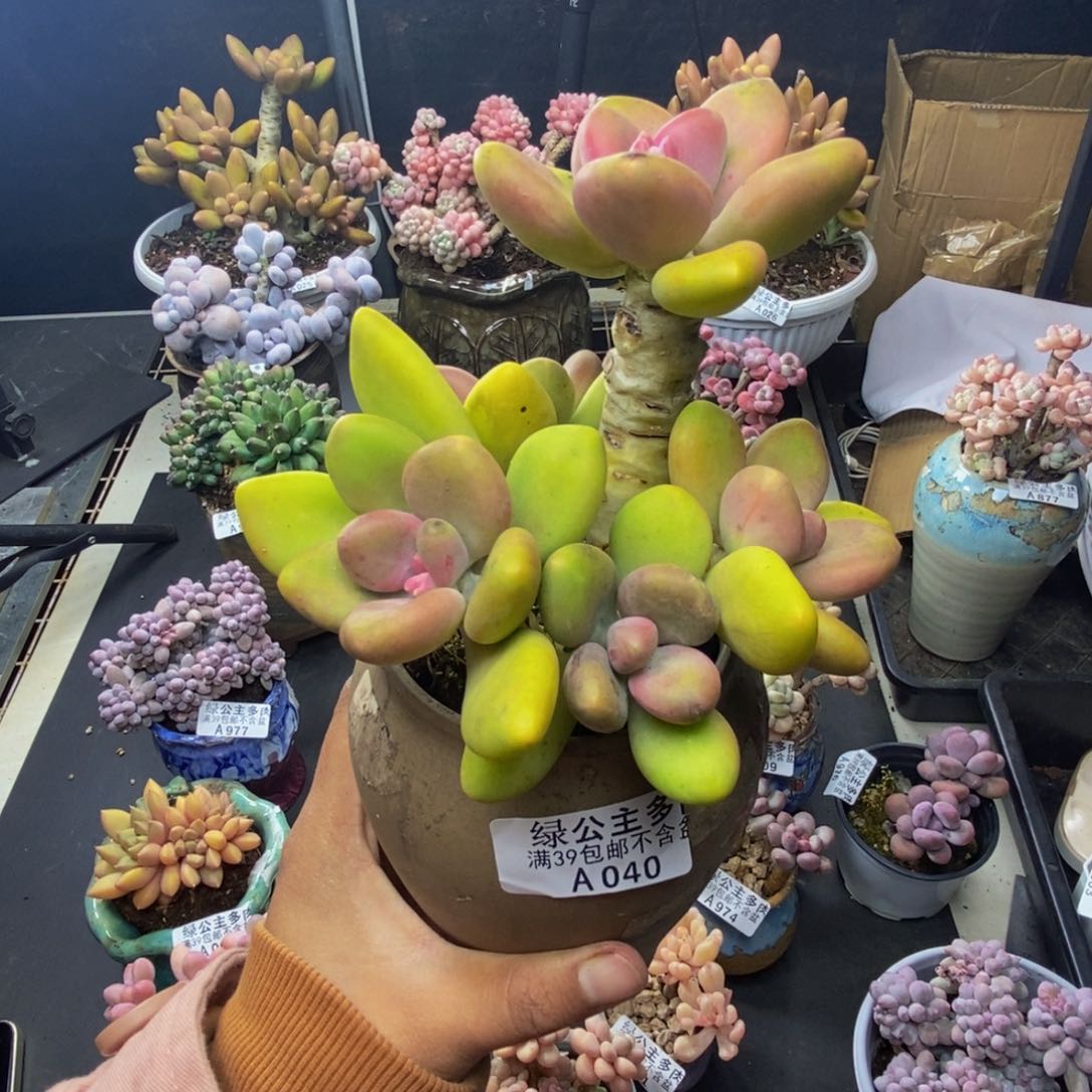 040芒果奶多肉11c m