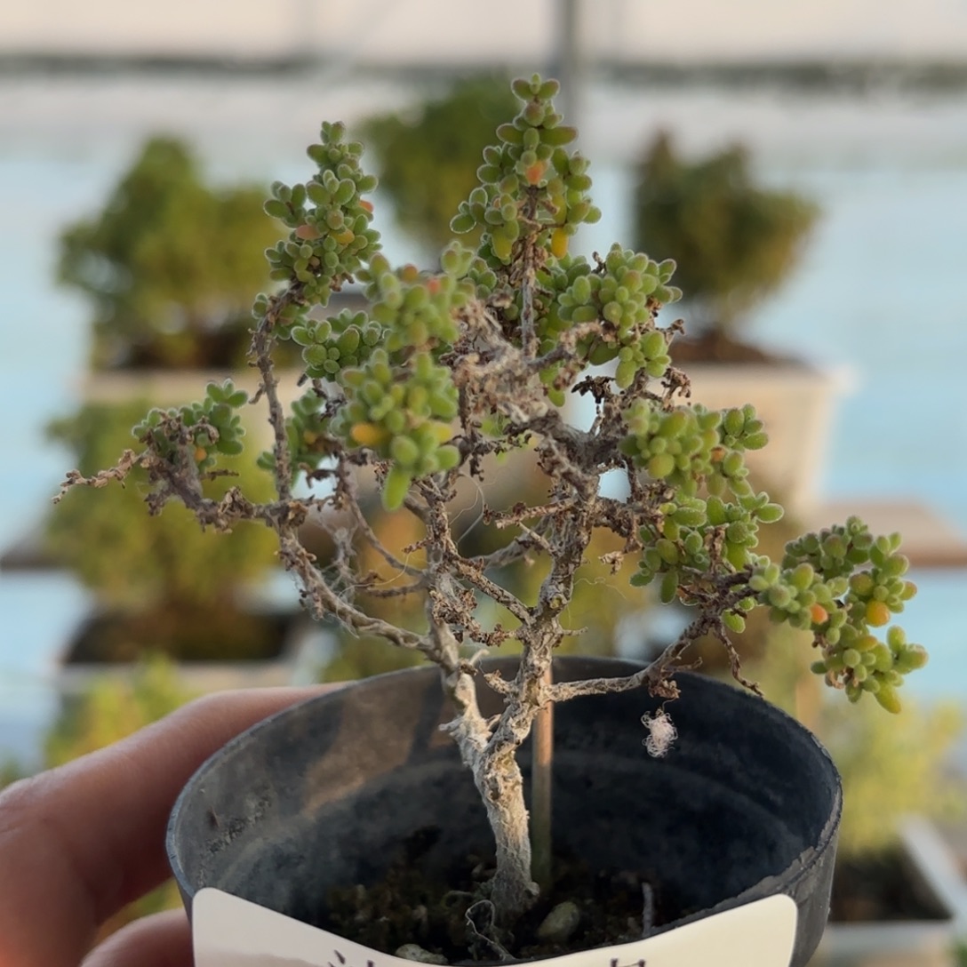 720小小米枝干福利炸