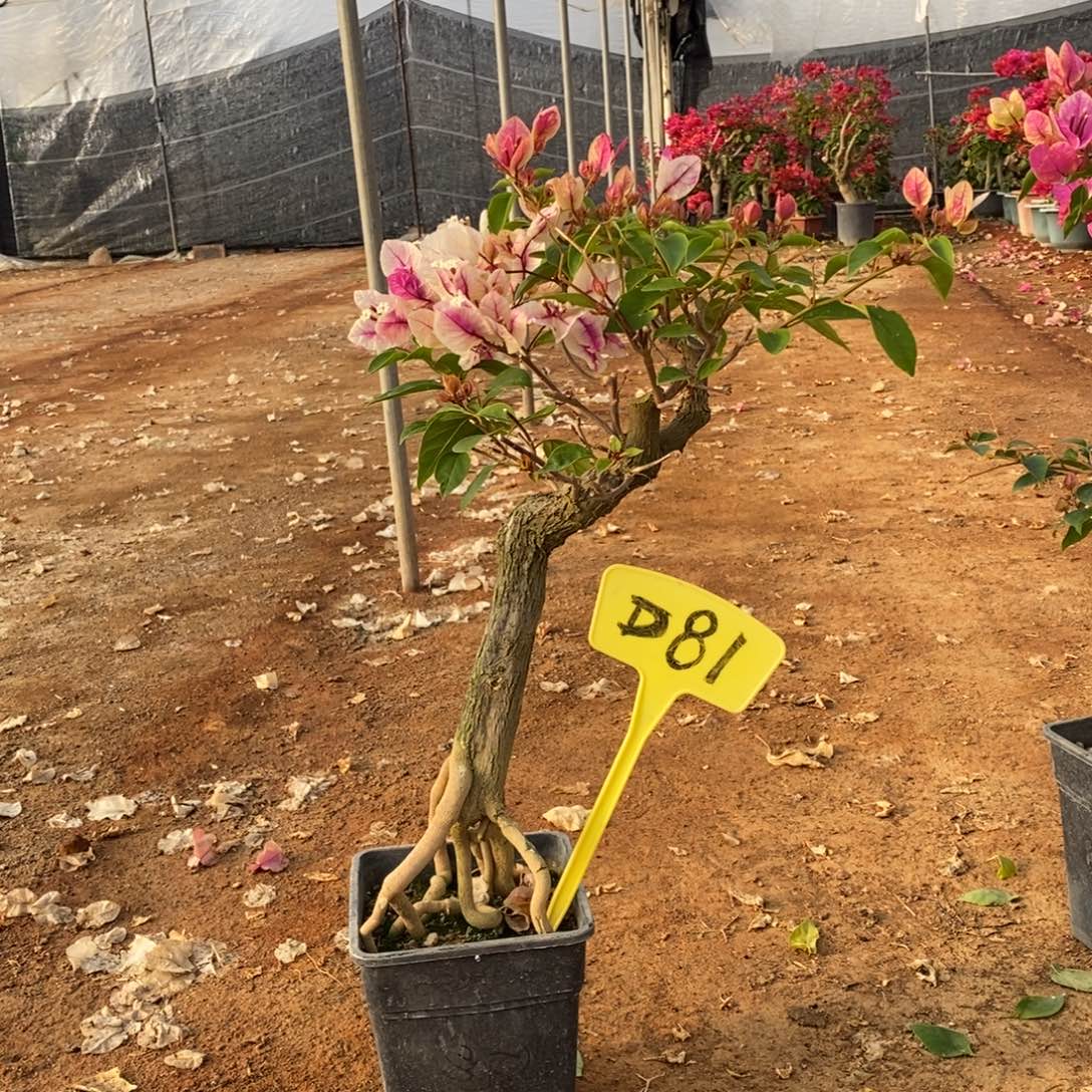 稻***草无花朵三角梅红樱D81