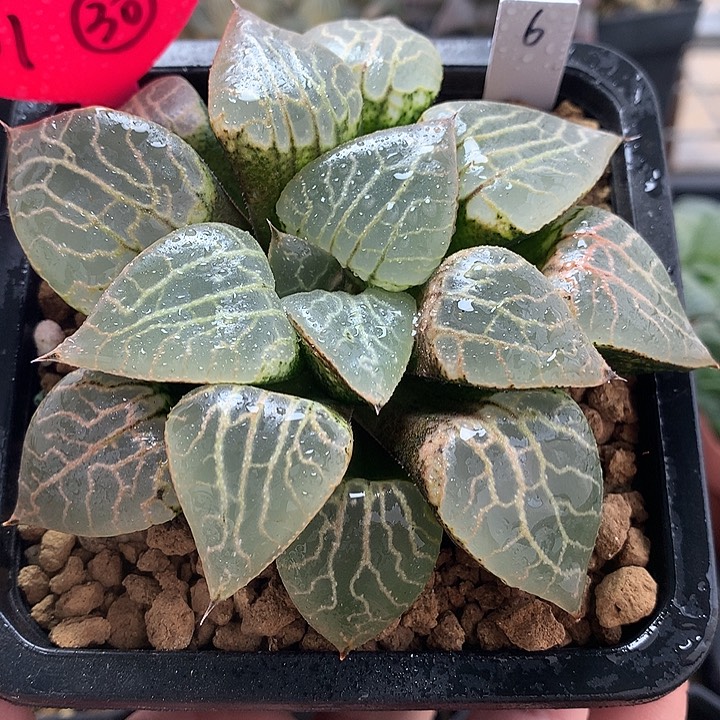 水晶康平101克一物一拍