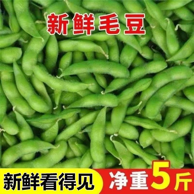 猫山蔬菜基地2025新鲜现摘农家毛豆蔬菜带壳青豆鲜嫩豆荚当季蔬菜