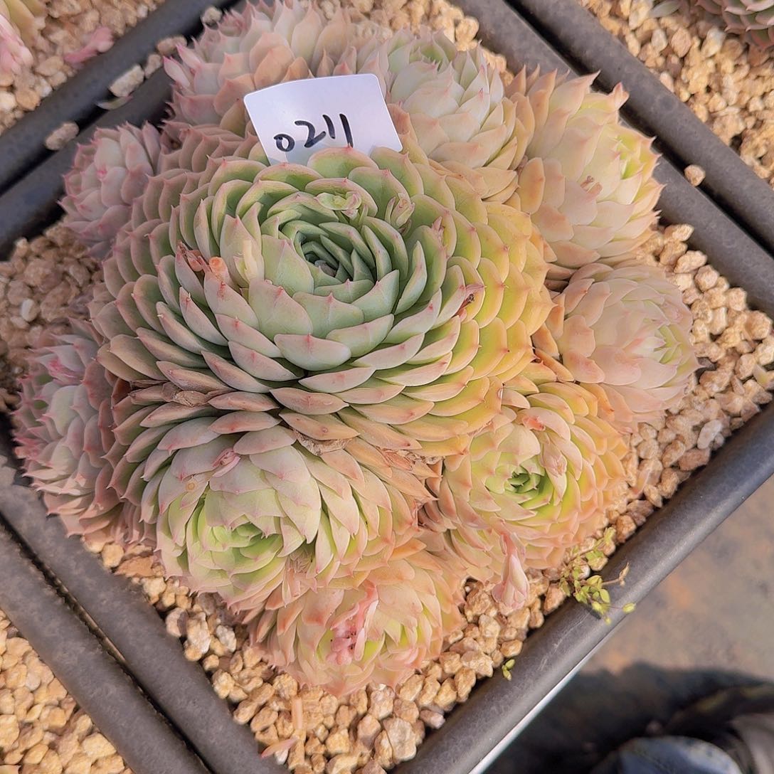 莲****60211昂斯诺多肉