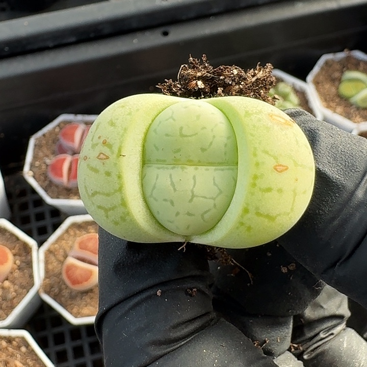 生石花11111。      52