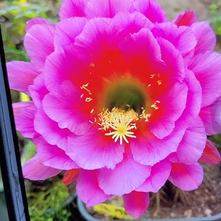 落雁根7公分毛花柱仙人球