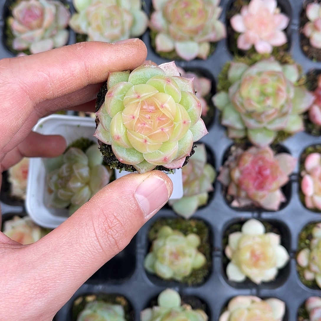 精品多肉一物一拍17-168