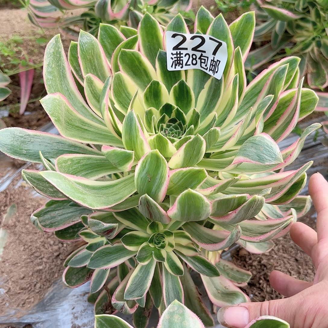 W. 227青莲多肉11111
