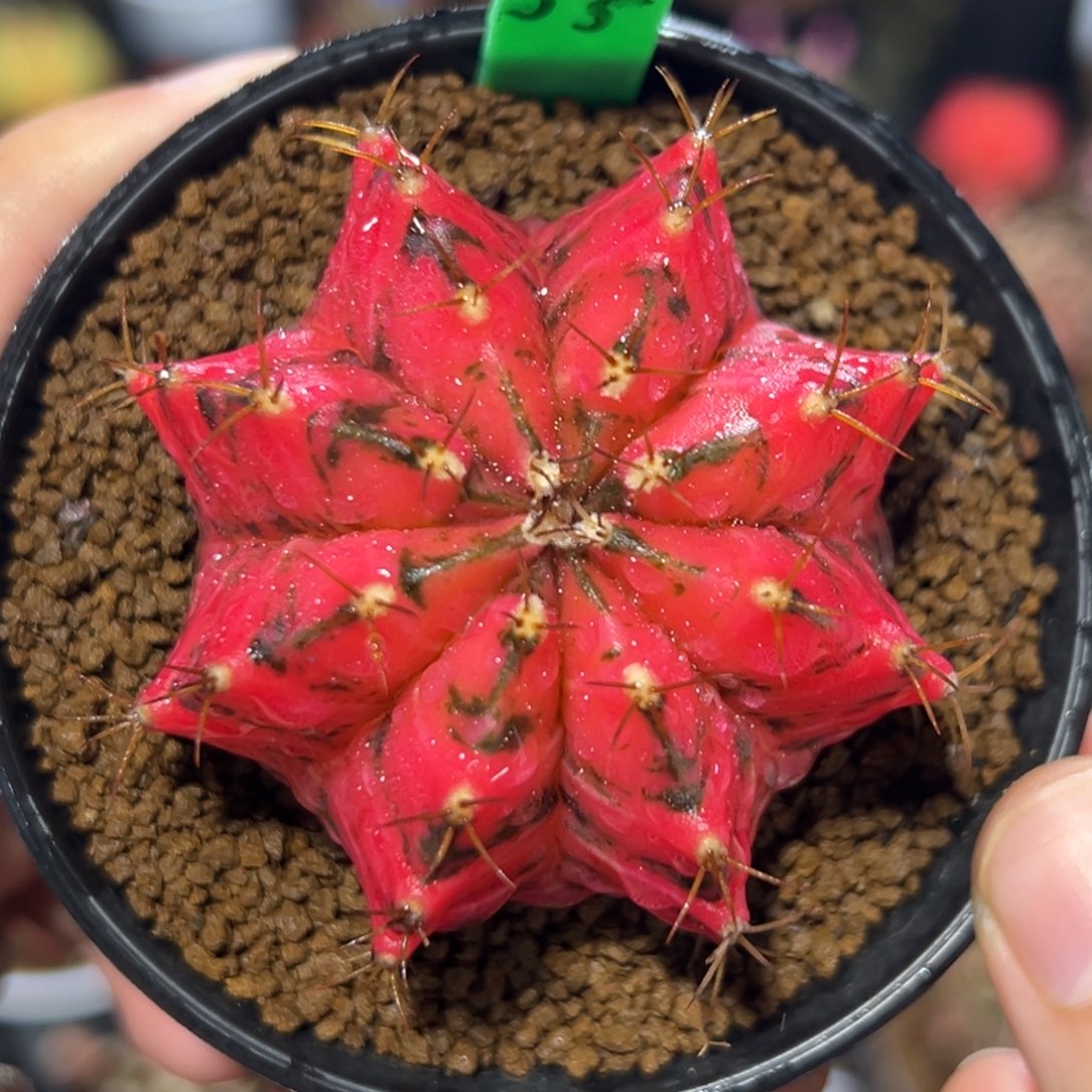 泰系实生米哈锦H55