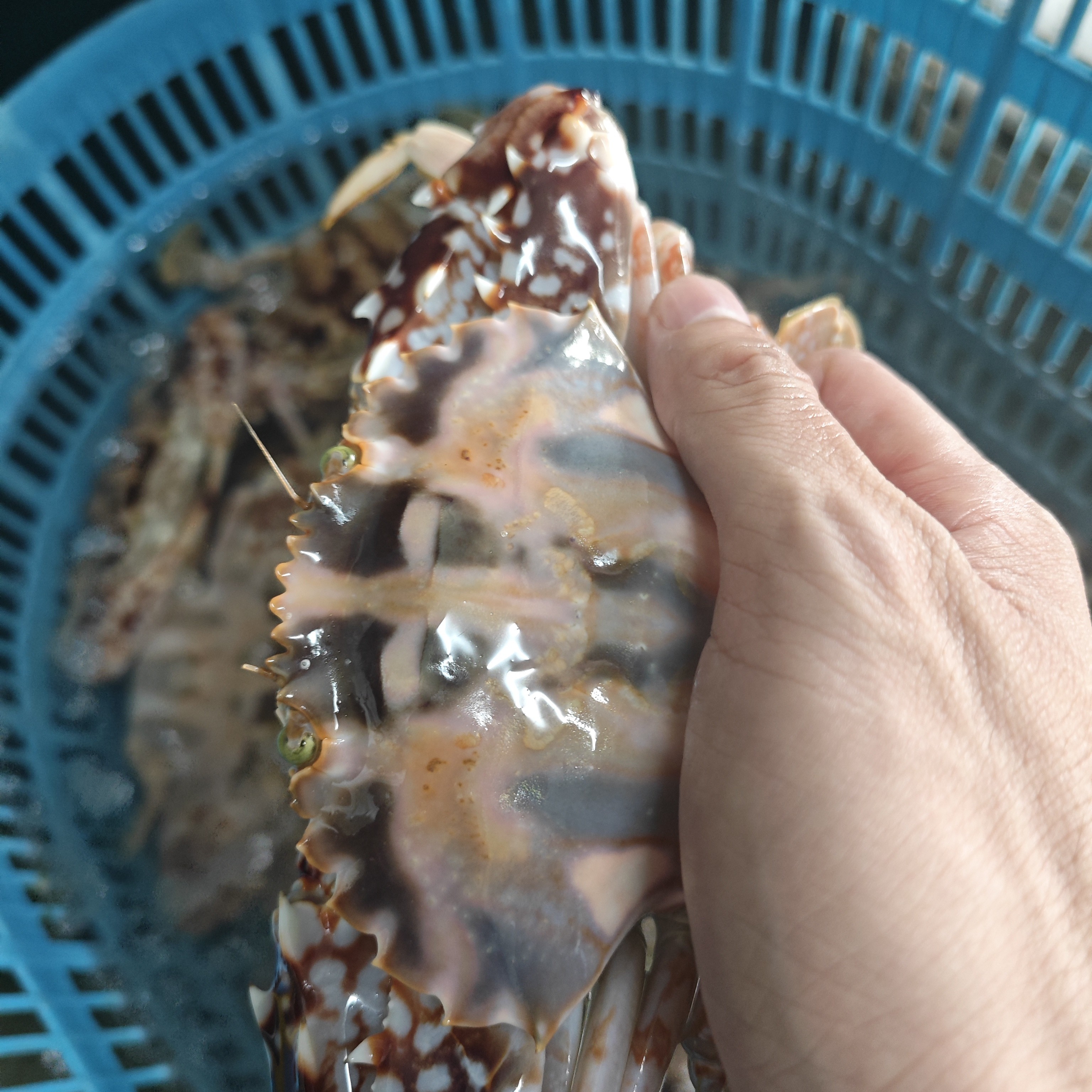 大有膏有肉红花蟹包鲜不包活