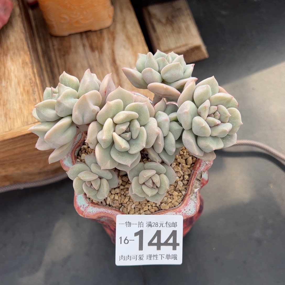 超奶多肉多多肉多肉