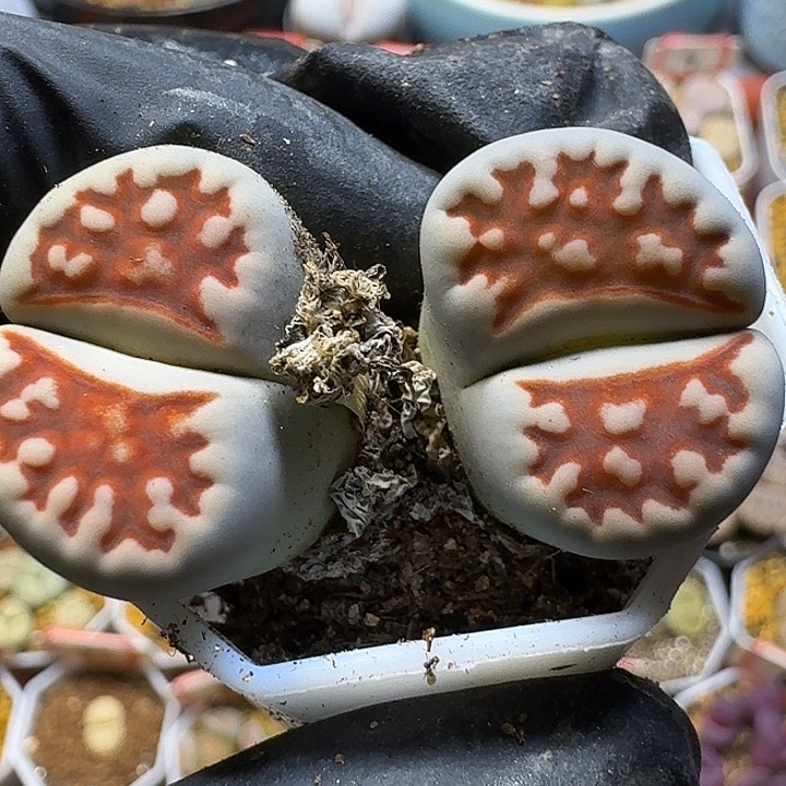 生石花11121。 丝绒质地。  182