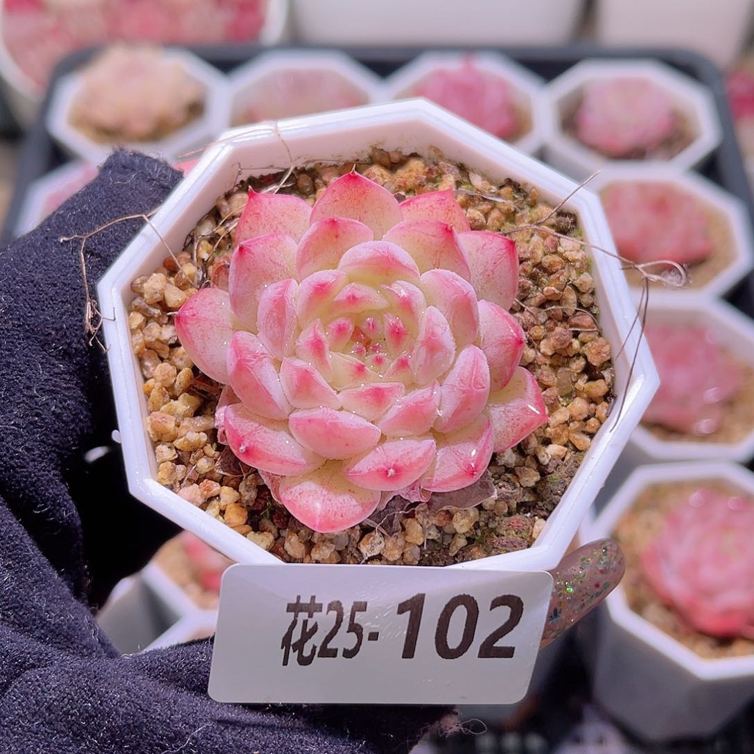 花利美25-102白桃汽水