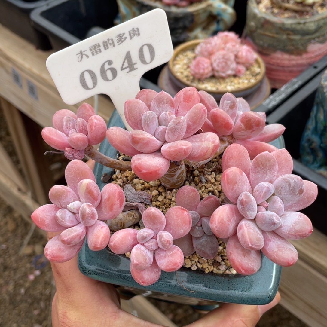 0640香玉不带盆12厘米