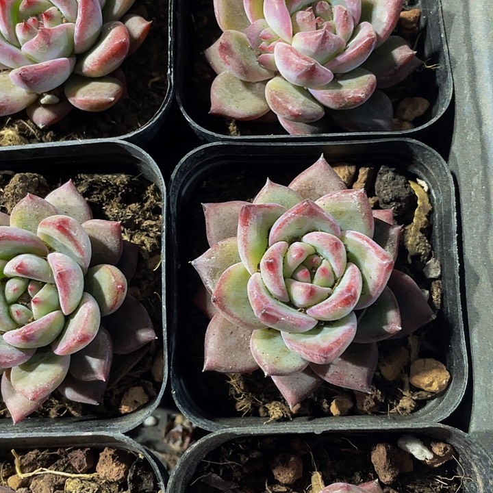 比翼鸟2.8带盆土