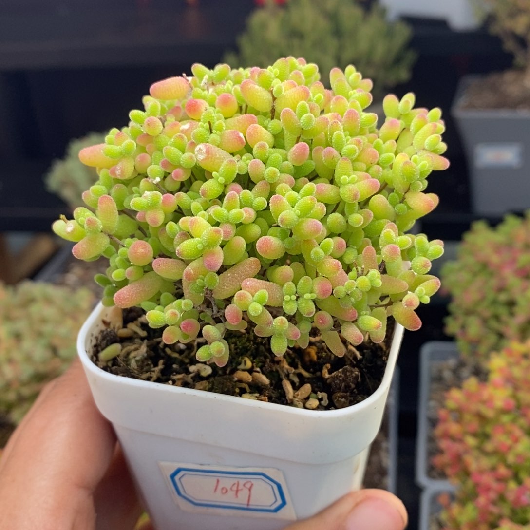 1049号蜜橘糖球枝干多肉