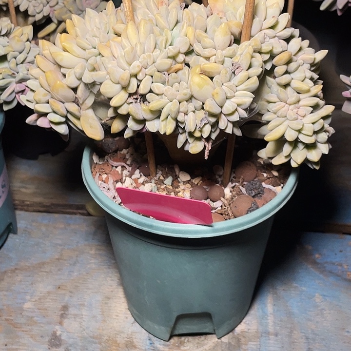 多肉植物淡雪缀化