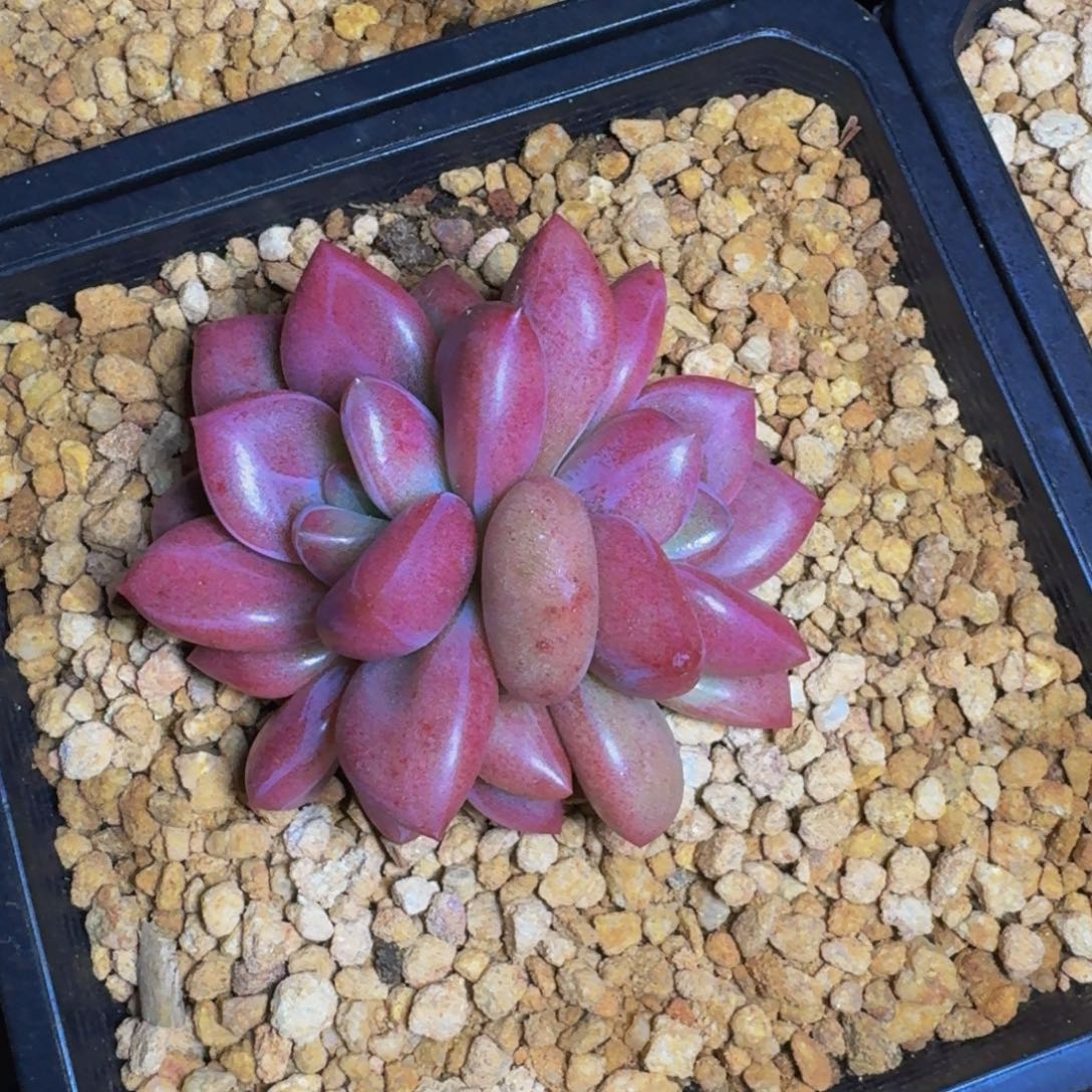 赫菲斯托 3头 一物一拍