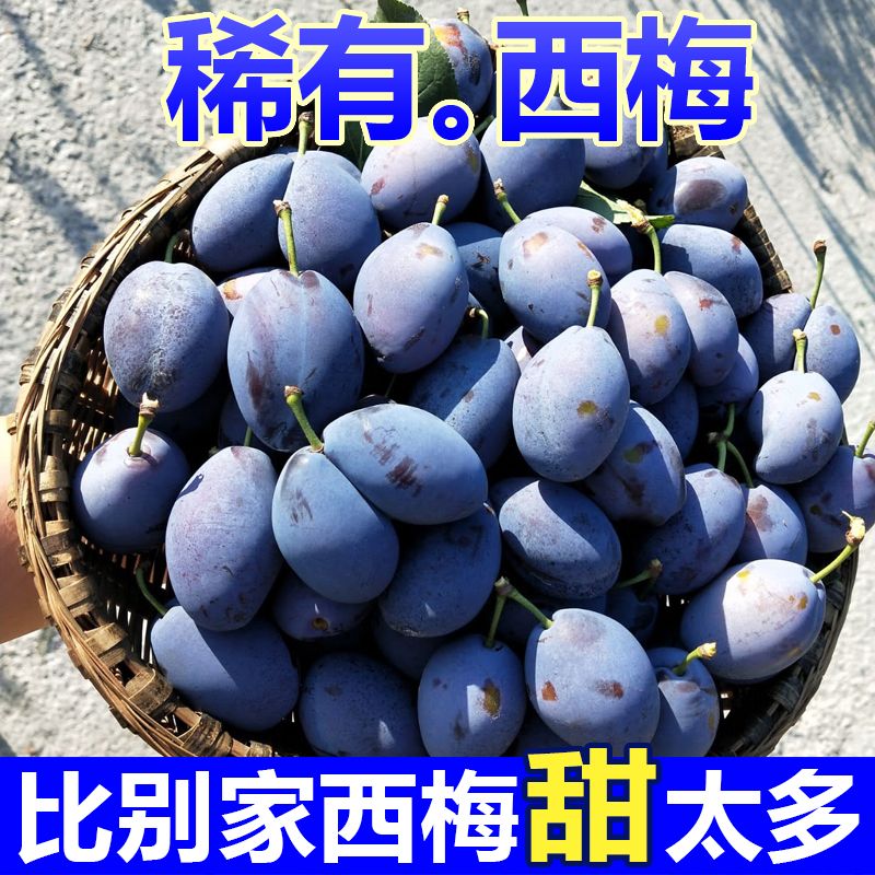 k【顺丰次日达】新鲜现摘西梅放软后吃香甜多汁当季水果产地直采1