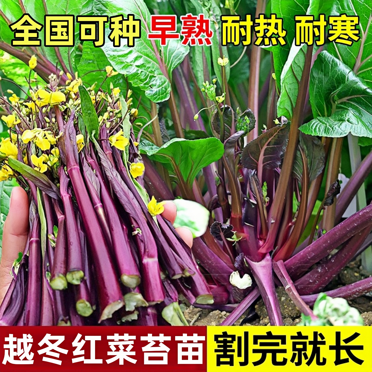 耐寒红菜苔苗秧苗老品种青菜苔苗湖北洪山红油菜苔苗种子秋冬菜苗