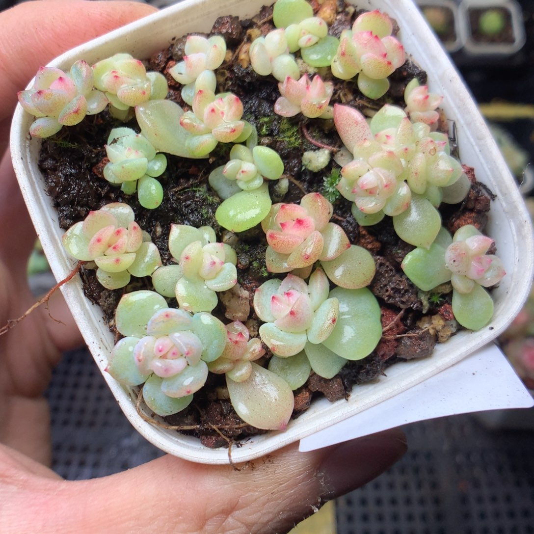 无花朵Q23。 秃子甜心yyyyyyy