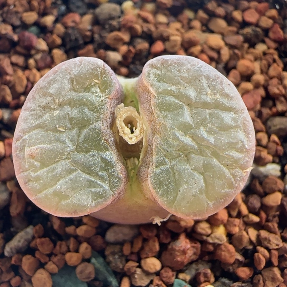 0892/尺寸1.8/ban'ke磁铁/