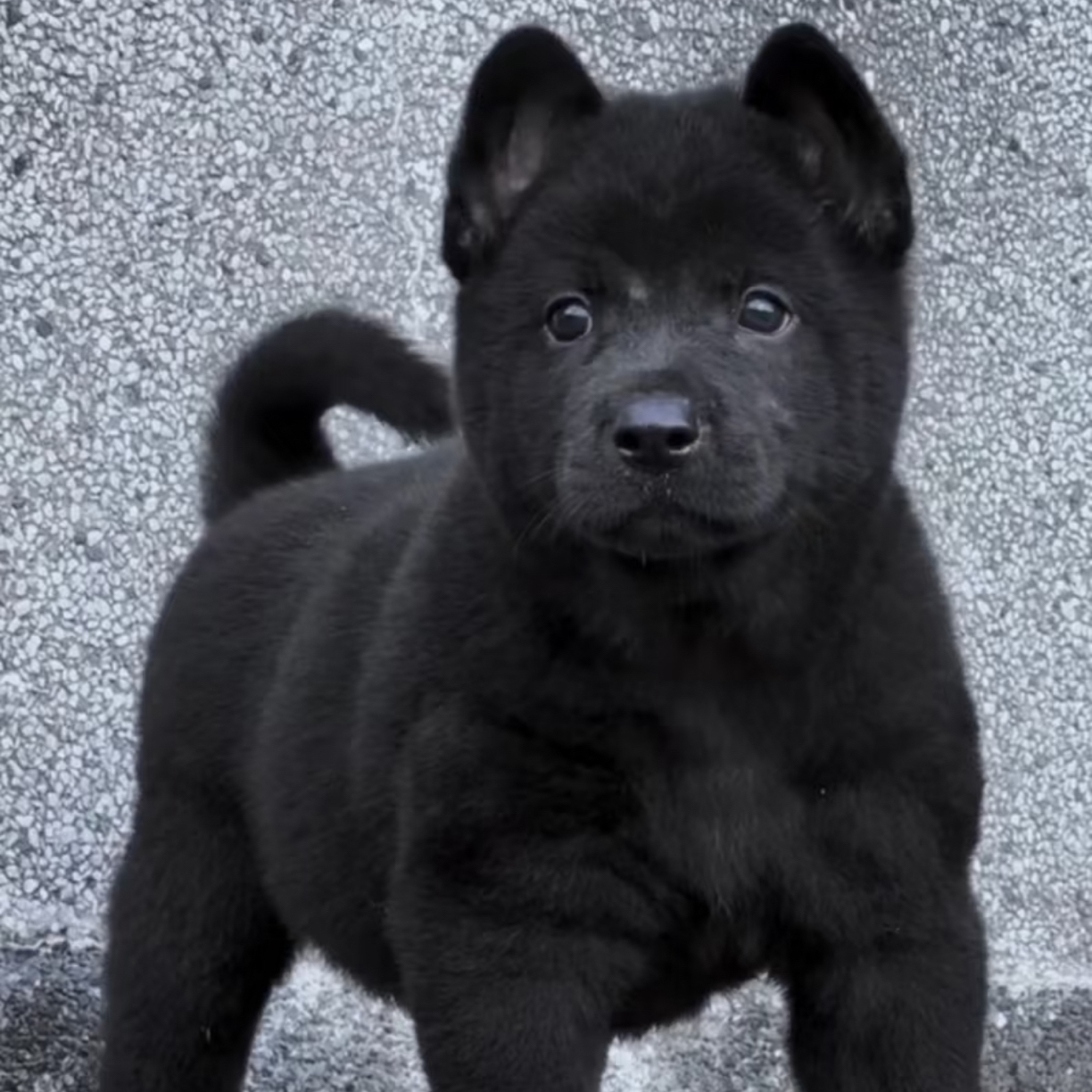 土猎犬幼犬五黑犬狗狗意向品