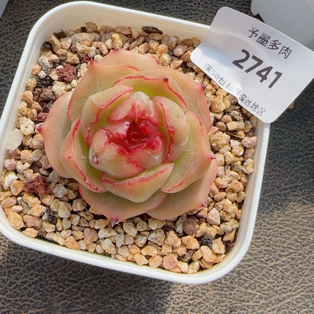 孤品珍妮，2741多肉