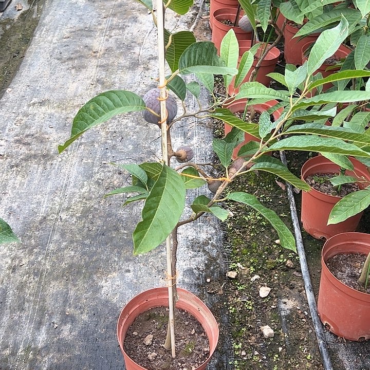 汕***哥天使14585888888888