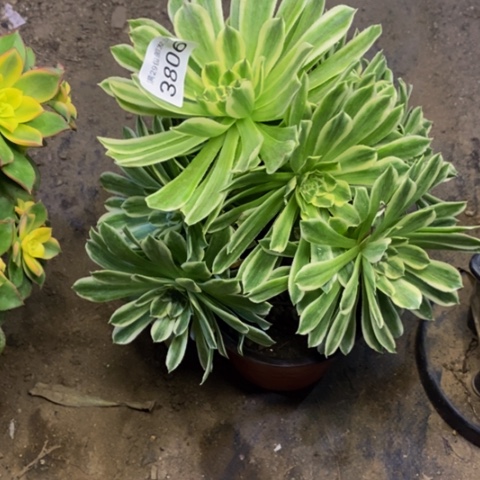 碧浪多肉植物3806