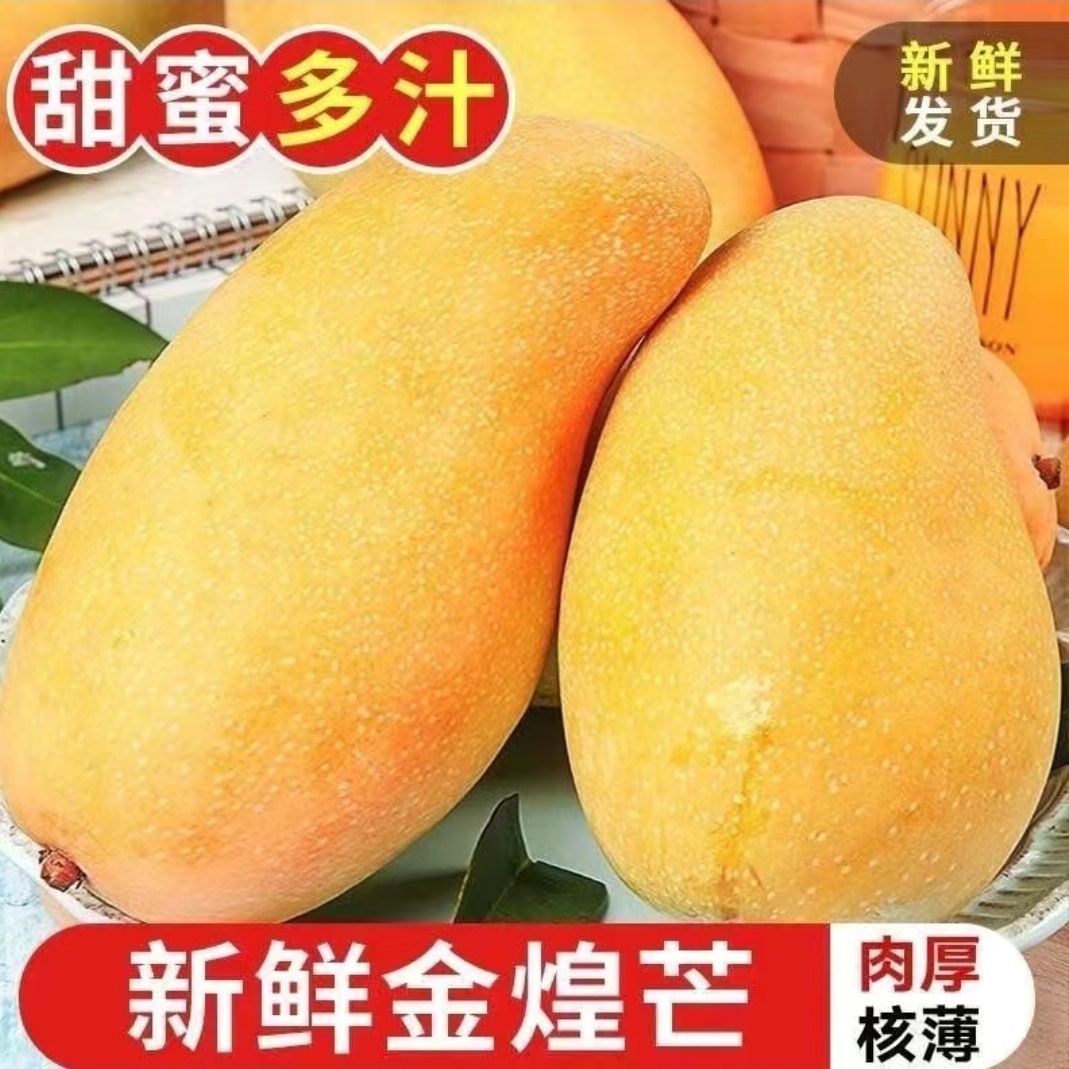 【云南金煌芒】正宗金煌芒果大果芒果核薄水仙芒新鲜水果当季CC