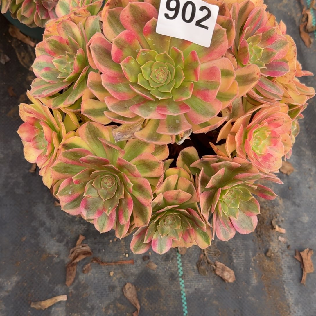 老庄雨河多肉植物902